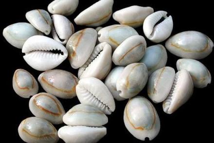 cowries