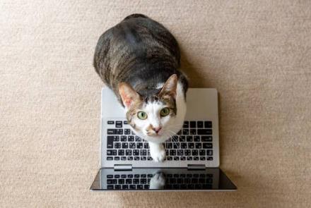 a cat on a laptop